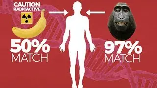 BANANAS ARE RADIOACTIVE - CRAZY BANANA FACTS