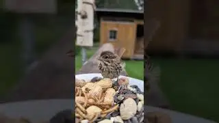 Attack of the tiny adorable birds #songsparrow #legband #birdiemadoff #wildlife #vermont