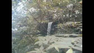 The rainforest exhibit at the dallas world aquarium