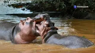 Max the hippo (AI video but I made the story)