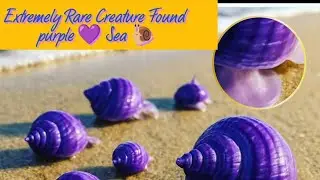 EXTREMELY RARE! Purple Sea Snails Invade San Diego Beach Scientists STUNNED#PurpleSeaSnails#SeaSnail