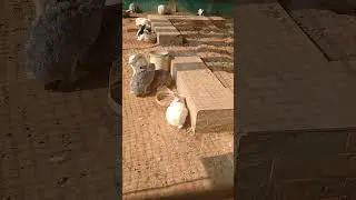 Tiny Hops, Big Happiness 🐇💖 #rabbit #cuterabbit #babyrabbit #babyanimals #travelvlog #viral #travel