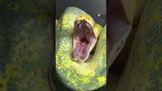 🐍🔮 Behold! White Diamond's jaw-stretching yawn. Open wide! 😲✨