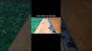 Slow motion of the bees🐝