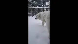 Our O-G eating snow, in  slow mo