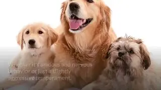 Dog Calming Treats Review - How To Relax My Dog