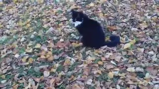 Как кот Боцман наслаждается осенью # How cat Bosun enjoys autumn