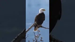Bald_eagle