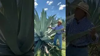 Amazing Uses of the Agave Plant：Beyond Tequila! #funfacts