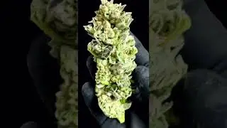 Our exclusive award winning Crop-to-Cure&reg; methodology enables cultivators to dry and cure a live