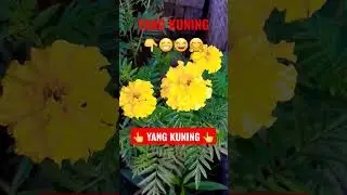 Bunga Warna Kuning.#shorts #short #shortsvideo
