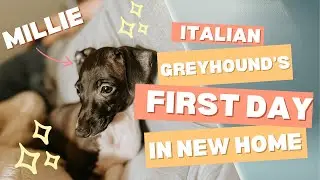 Italian Greyhound | First Day at Her New Home! 🐾
