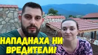 ЖИВОТ НА СЕЛО: ❌  Борба с вредители по естествен начин и засаждане на още разсад 🌿