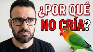 ¿Por qué no cría mi agapornis? (Fauna Indoor)