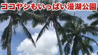 ココヤシからたわわに実るココナッツがいっぱい漫湖公園♬
