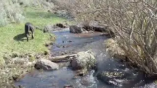 Adventures of Zack. Hiking a Creek in Idaho.