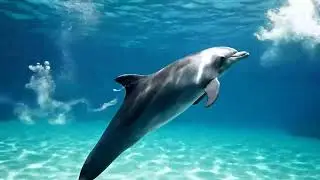 Ocean Calm | DREAM AQUARIUM 4K - Marine Life, Fish Tank Sounds for Deep Sleep