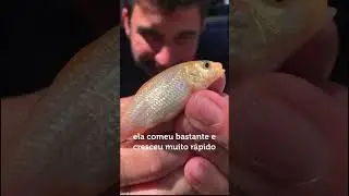 Conhe&ccedil;a Laurinha, minha carpa colorida.           #peixe #piscicultura #aquarismo #carpa #reproduz