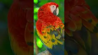 Scarlet Macaw Colors in 4K HDR 🌿 #HDRShorts