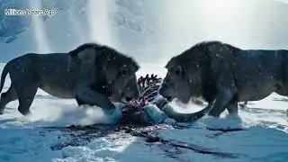 ICE AGE LIONS | Clash of Ancient Kings Panthera atrox vs Panthera spelaea | 4K Cinematic Documentary