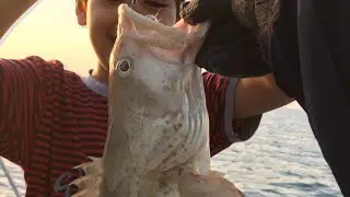 Fishing in Qatar - Boat trip with kids - Spangled Emperor and Grouper Catches