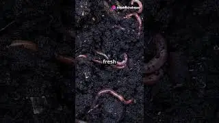 #earthworms  Nature's Tiny Soil Engineers. Wanna know how? #gardening #foodscraps #composting
