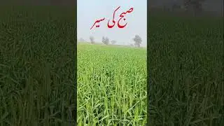 Morning walk 🌻| Morning view ☀️ | Village Life in Pakistan