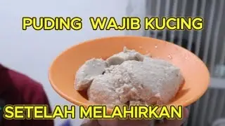 PUDING KUCING SETELAH MELAHIRKAN MURAH DAN HE