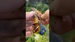 У креветки Ларисы вывели ОГРОМНОГО паразита! #животные #природа #шорты
