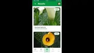 PlantSnap identifies a Spotted Calla Lily (Zantedeschia albomaculata)