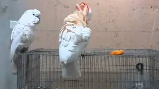cacatua moluccensis