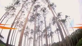 BEWARE OF TREES | 3