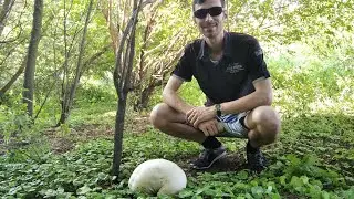 Головач гигантский (Calvatia gigantea), 