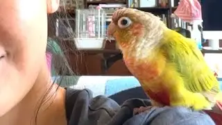 Blind rescue bird is obsessed with mom