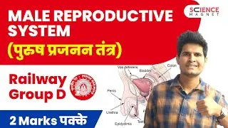 Railway Group D 🤩 Male Reproductive System (पुरुष प्रजनन तंत्र) | 2 Marks पक्के #neerajsir #group_d
