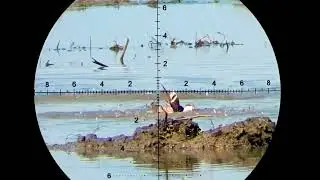 DUCK HUNTING, FX IMPACT M3, LONG RANGE