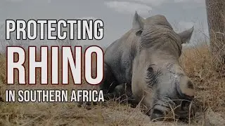 PROTECTING RHINO in Southern Africa