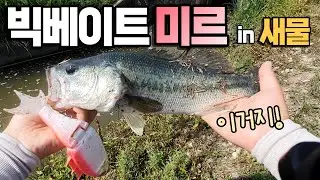 빅베이트 배스낚시 더블에이치 미르로 새물유입구 탐색 이거지! BassFishing EP48