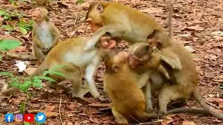 Cutest & Smartest Little Monkey Create Adorable Chaos | Jungle Monkey Fight For Survival #monkey