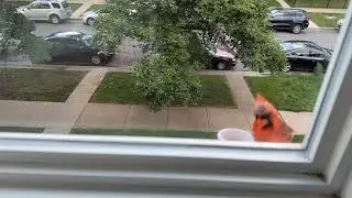 Cardinal date 8/1/24