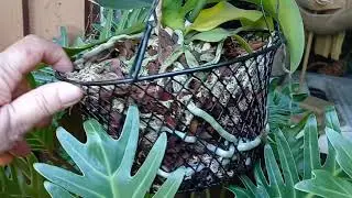 Using Dollar Tree wire baskets for Orchids.