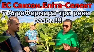 ЕС Саксон.Еліта-Селект у АгроФермера-три роки разом!!!