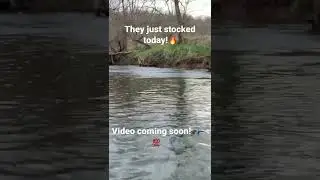 Stocked trout fishing in Pennsylvania!🔥 #troutfishing #stockedtrout