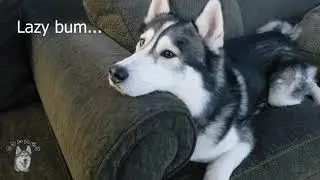 Lazy husky is being cute! Alusky Cypher - Siberian Husky - Alaskan Malamute - Weekend Mood