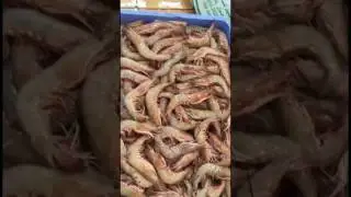 يوميات العجيمي ٣٢٤ -حراج الروبيان بالدمام ٨-٨-٢٠١٧