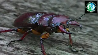 How Much Do You Know About Stag Beetles?