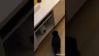 Wow 🤩 cute 🥰 cat 🐈 turns on the Xbox #shorts #funnycats