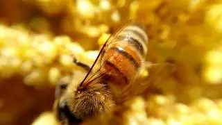 Macro video of a honeybee - Blips
