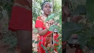 Yani hawajui ata madari ni nini🤣🤣