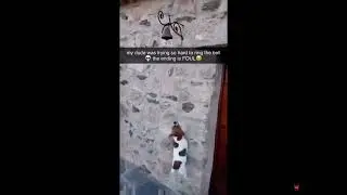 Dog jumps and rings bell